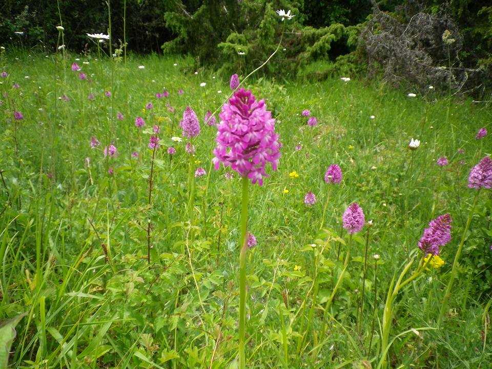 Valle delle Orchidee Sassano 